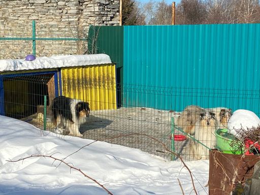 Лай раздора: жители Невьянска судятся с хозяйкой собачьего питомника