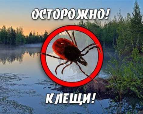 Ситуация по клещевым инфекциям за период 19.06. - 25.06.2017