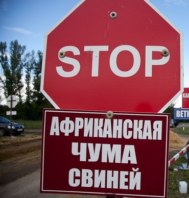 Информация по африканской чуме свиней
