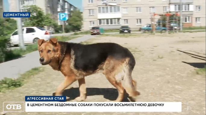 В Цементном бездомные собаки покусали восьмилетнюю девочку